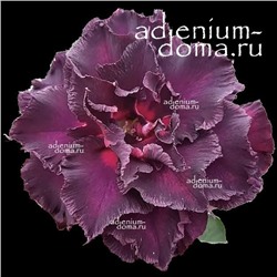 Adenium Obesum Double Flower BLACK WIDOW