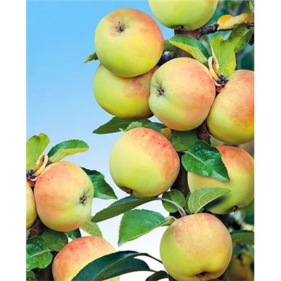 Саженцы Яблоня Богатырь, арт.: 20282