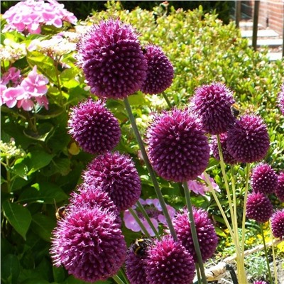 Allium Sphaerocephalon "Лук декоративный Круговой" 5шт