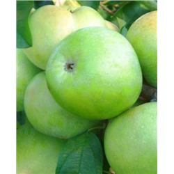 Саженцы Яблоня Симиренко, арт.: 70288