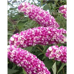 Саженцы Буддлея Беррис энд Крим, арт.: 74869