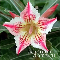 Adenium Obesum Desert Rose STAR OF LUCK