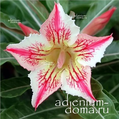 Adenium Obesum Desert Rose STAR OF LUCK
