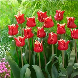 Луковицы Тюльпан триумф Элегант Краун, арт.: 75162