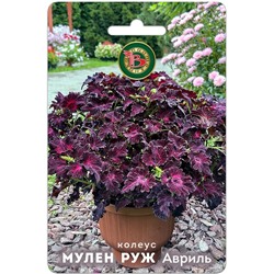 Колеус Мулен Руж Авриль