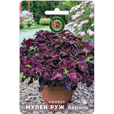 Колеус Мулен Руж Авриль