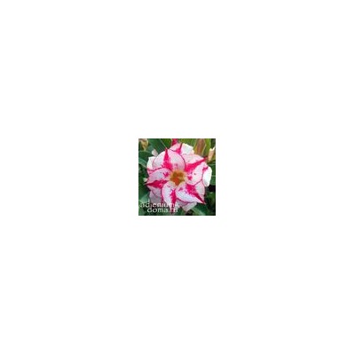 Adenium Obesum Double Flower BLESSING STAR