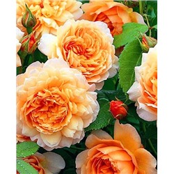 Саженцы Роза английская Грейс, арт.: 69690