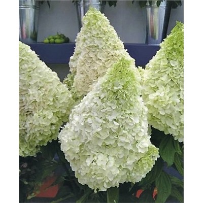 Саженцы Гортензия метельчатая Полар Бир, арт.: 73305