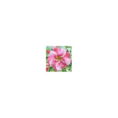 Adenium Obesum Desert Rose NEW-145