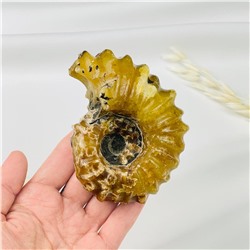 Радуга Самоцветов Аммонит