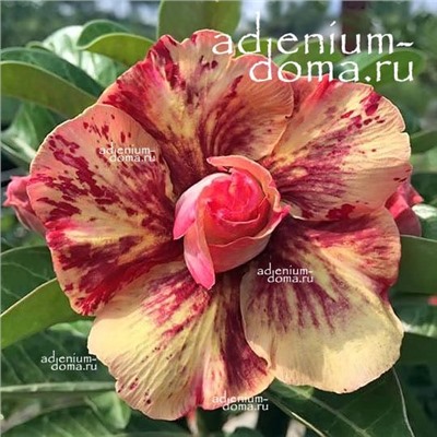 Adenium Obesum Double Flower CHOCOLATE