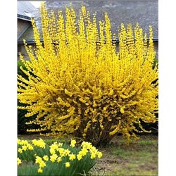 Саженцы Форзиция Линвуд Голд, арт.: 72724