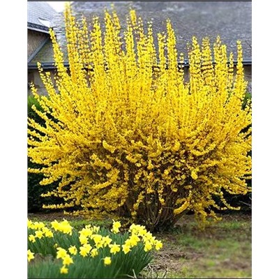 Саженцы Форзиция Линвуд Голд, арт.: 72724