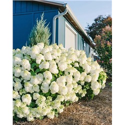 Саженцы Гортензия метельчатая Литтл Хотти, арт.: 74739