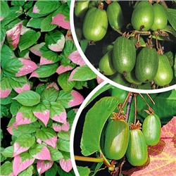 Саженцы Актинидия коломикта набор:Доктор Шимановский, Сентябрьская, мужской экземпляр, арт.: 8525