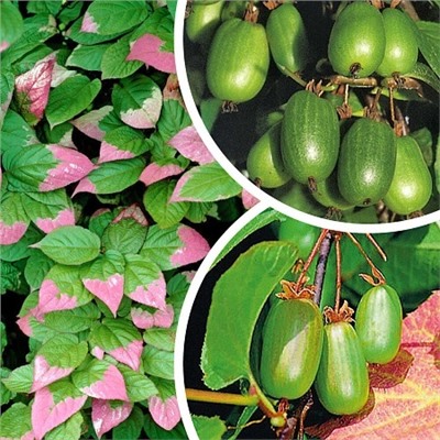 Саженцы Актинидия коломикта набор:Доктор Шимановский, Сентябрьская, мужской экземпляр, арт.: 8525