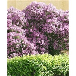 Саженцы Сирень венгерская, арт.: 73037