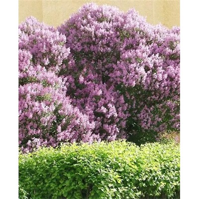 Саженцы Сирень венгерская, арт.: 73037