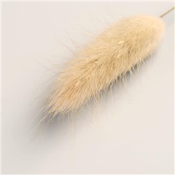 Сухоцветы «Лагурус», h=65 см, (фасовка 30 шт., цена за 1 шт.), бежевые