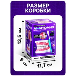 Набор для опытов «Анатомия», челюсть человека