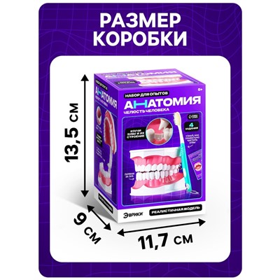 Набор для опытов «Анатомия», челюсть человека