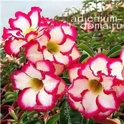 Adenium Obesum Double Flower FASHION STAR