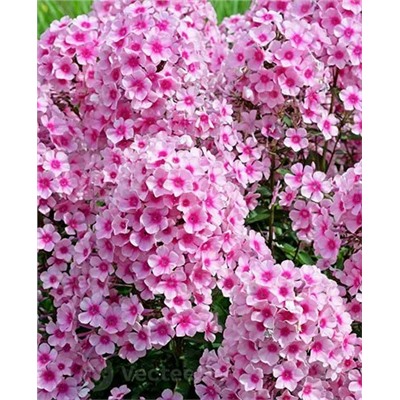 Саженец Флокс метельчатый Мисс Пеппер, арт.: 70351