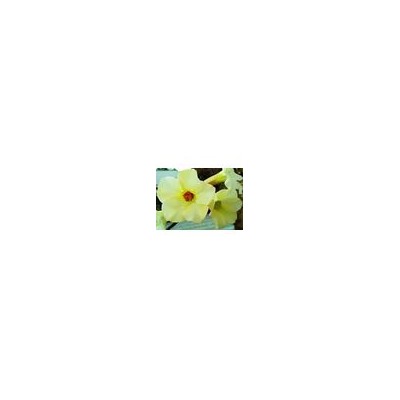 Adenium Obesum Desert Rose SUGAR CREAM