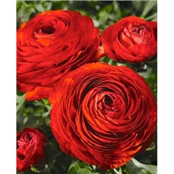 Лютик красный, арт.: 69565