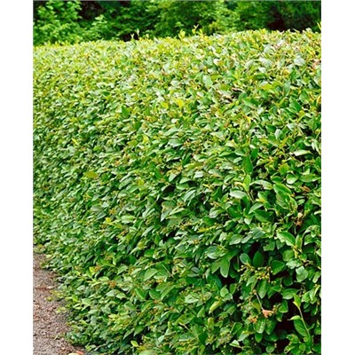 Саженцы Кизильник блестящий, арт.: 600