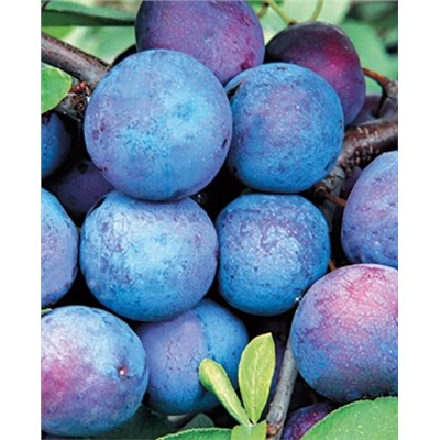 Саженцы Тернослива Билясувар, арт.: 20038