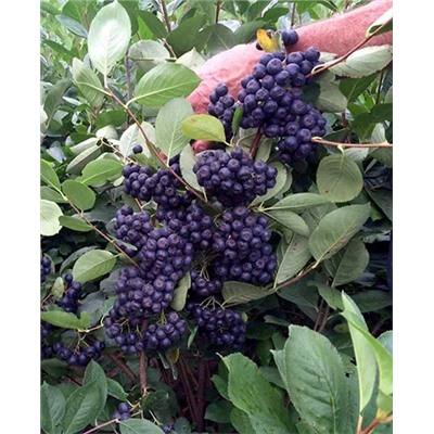 Саженцы Арония Мичурина, арт.: 20193