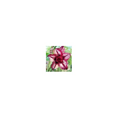 Adenium Obesum Double Flower KALEIDOSCOPE