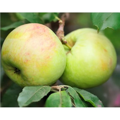 Яблоня Театральное, арт.: 75102