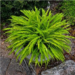 Корень Хоста Пати Стримерс, арт.: 74882