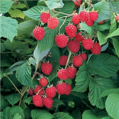 Саженцы Малина летняя Глен Эмпл, арт.: 75082