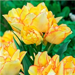 Луковицы Тюльпан многоцветковый Акилла, арт.: 75171