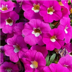 Набор калибрахоа №1