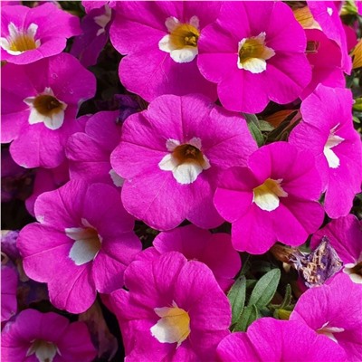 Набор калибрахоа №1