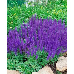 Корни Шалфей дубравный Виолет квин, арт.: 14396