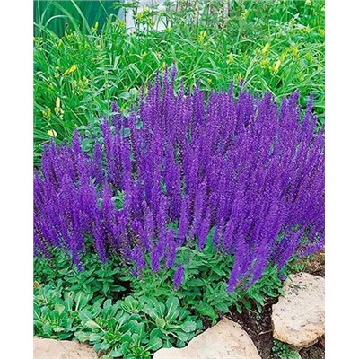 Корни Шалфей дубравный Виолет квин, арт.: 14396