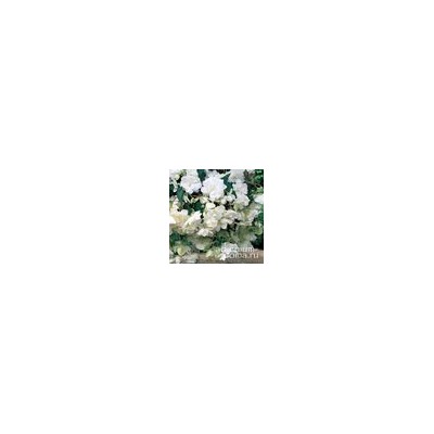 Begonia ILLUMINATION ® 'WHITE' (Бегония)