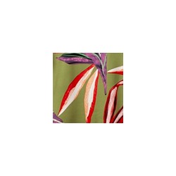 Платье пляжное №220045 Chantemely Дроп