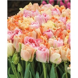 Луковицы Тюльпан Анжелика, арт.: 69070