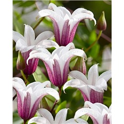 Саженцы Клематис Принцесс Кейт, арт.: 74666