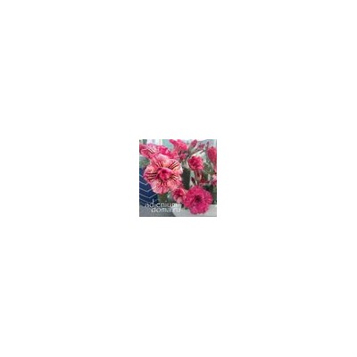 Adenium Obesum Double Flower HUYNH NGAN mutation