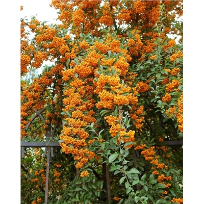 Саженцы Пираканта гибридная Оранж Чармер, арт.: 75012