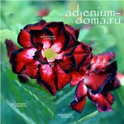 Adenium Obesum Double Flower GLAMOROUS