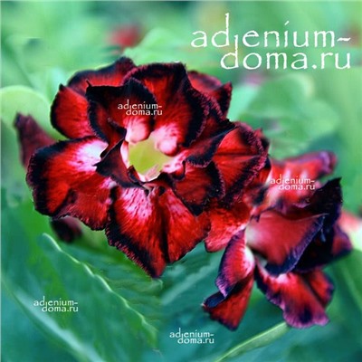 Adenium Obesum Double Flower GLAMOROUS